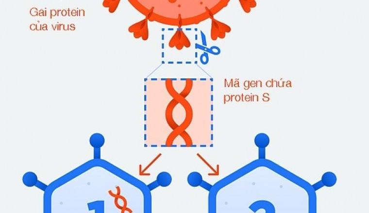 Cơ chế hoạt động của vaccine Covid-19 do Nga sản xuất