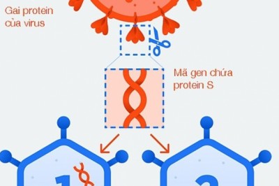 Cơ chế hoạt động của vaccine Covid-19 do Nga sản xuất