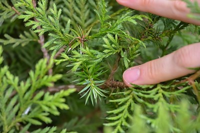 Bách vàng, bách vàng Việt Nam, hoàng đàn vàng Việt Nam, trắc bách Quản Bạ, cây ché có tên khoa học Cupressus vietnamensis