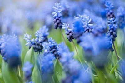 Vì sao xanh lam lại là màu sắc được yêu thích nhất?