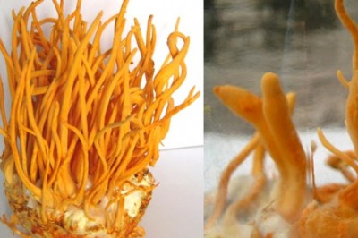 Làm giàu từ dược liệu quý