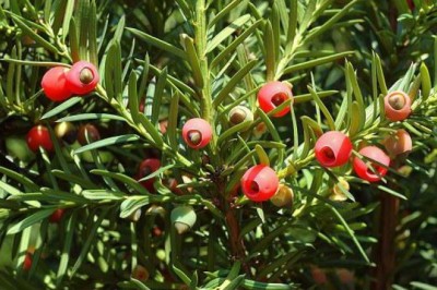 Kích thích cua lột xác đồng loạt với hợp chất quý từ cây thông đỏ