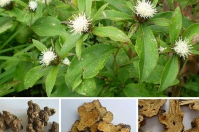 Ngọc bình phong tán ích khí, kháng khuẩn