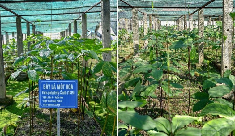 Cây dược liệu: Tài nguyên quý cần được bảo tồn và phát triển kinh tế