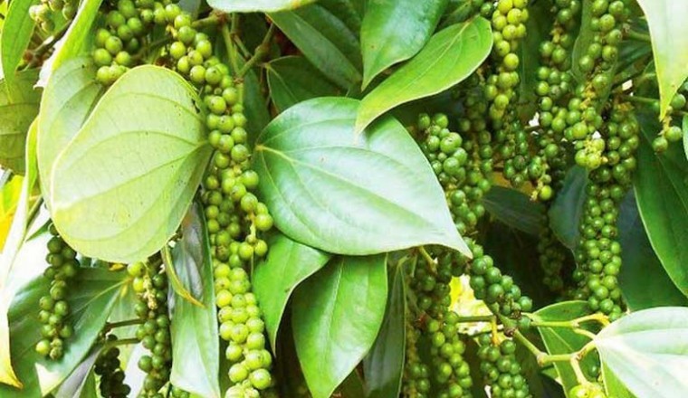 6 công dụng bất ngờ của hạt tiêu