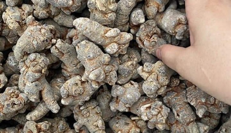 Tam thất - thuốc tư bổ cường tráng, tán ứ, chỉ huyết