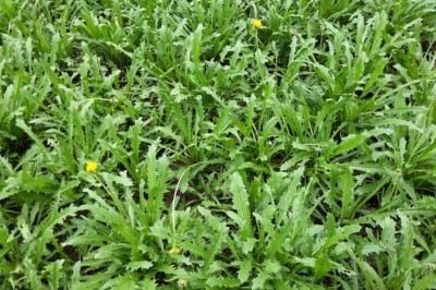 Cây bồ công anh và những điều có thể bạn chưa biết