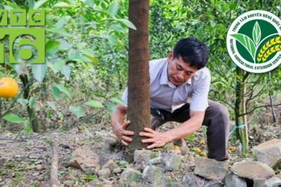 Đàn hương loài cây triệu đô, có đắt hơn vàng?