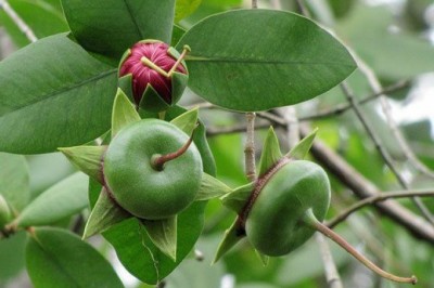 Cây thuốc quanh ta: Những công dụng chữa bệnh của Trái Bần