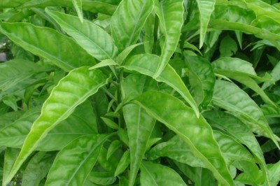 Trồng dược liệu: Cây Hoàn Ngọc dược liệu quý từ cây thuốc dân gian