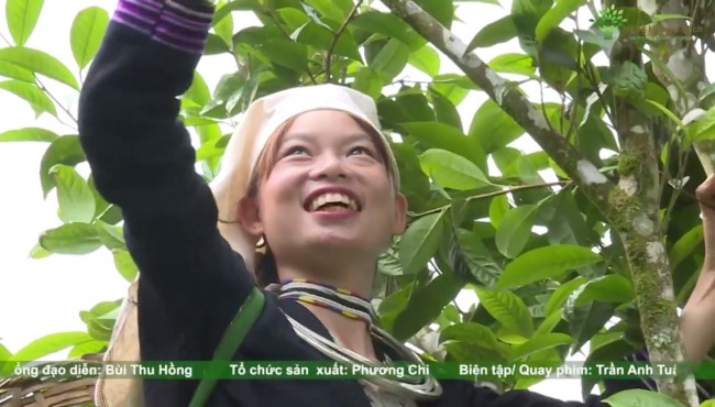 Đặc sản Chè Shan tuyết Na Hang, Tuyên Quang