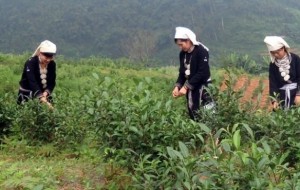 Kết nối phát triển: Xây dựng thương hiệu chè Shan tuyết