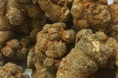 Tam thất có làm khả năng nam giới yếu đi không?