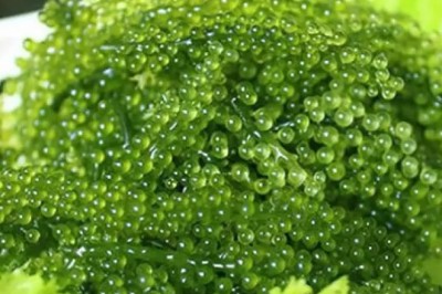 Rong biển có thật sự mang lại những lợi ích sức khỏe tuyệt vời như lời đồn?