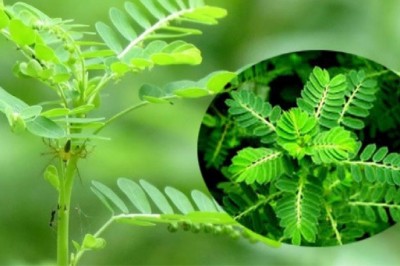 'Thần dược' trị viêm gan,  ngăn ngừa tiểu đường giúp bạn cả đời khỏe mạnh