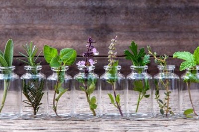 10 cách tự nhiên có tác dụng xua đuổi muỗi siêu hiệu quả