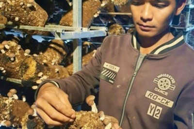 Học làm giàu: Trồng nấm hương giúp nông dân Lạc Dương thoát nghèo
