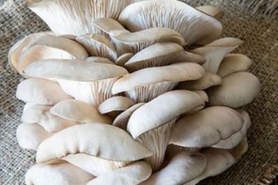 Nấm bào ngư và những tác dụng bất ngờ đối với sức khỏe