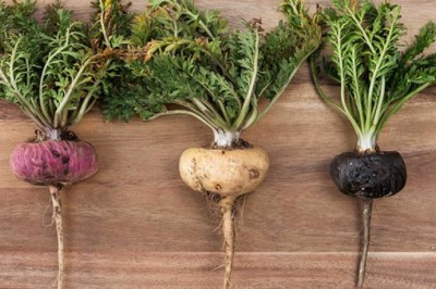 Cây Maca Peru - Lepidium meyenii