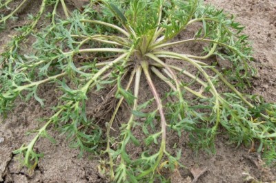 Lepidium Meyenii - Thảo dược dành cho quý bà