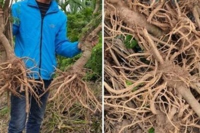 'Nhân sâm' quý hơn vàng thất sủng, rẻ như trà đá, dân dứt ruột nhổ bỏ tại Nam Định