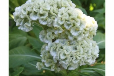 Bài thuốc dân gian trị nhiều bệnh từ cây mào gà trắng