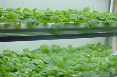 Dùng cây thuốc lá để sản xuất kháng nguyên virus cúm A/H5N1