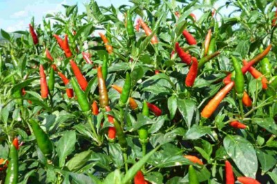 Tác dụng chữa bệnh của ớt đặc biệt với người bệnh ung thư, xương khớp, rụng tóc.