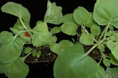 Cây thuốc lá - Nicotiana benthamiana