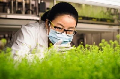 Sắp có vắc - xin thảo dược cho cúm mùa và COVID-19?