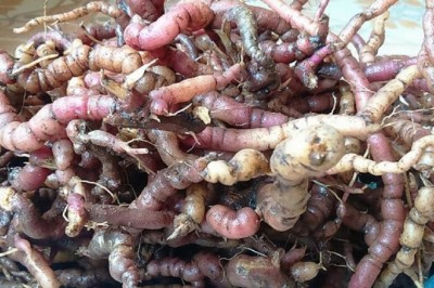 Trồng cây ba kích, đổi đời là có thật