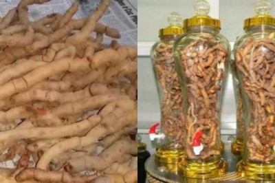 Củ ba kích không gây cương dương 30 giờ liền