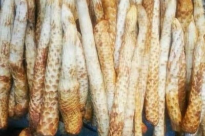 Cây Nhục Thung Dung – Cistanche Deserticola