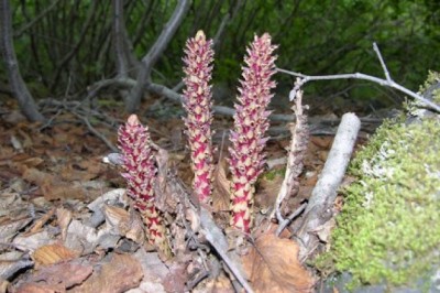 Nhục thung dung - Boschniakia glabra C. A. Mey