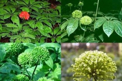 Làm giàu từ cây tam thất