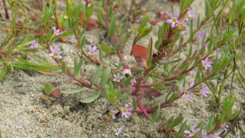 Cây cỏ đa - Lythrum hyssopifolia