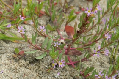 Cây cỏ đa - Lythrum hyssopifolia