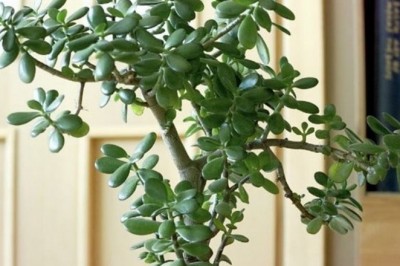 Cây ngọc bích hợp tuổi nào, cây có ý nghĩa gì theo phong thủy