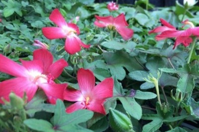 Cây Sâm Bố Chính - vị thuốc nam quý với những tác dụng chữa bệnh thần kỳ