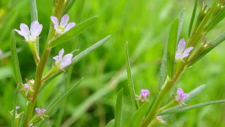 Loài cây tái xuất sau hơn một thế kỷ