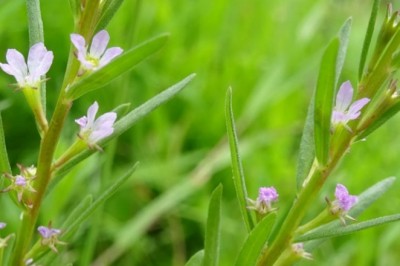 Loài cây tái xuất sau hơn một thế kỷ