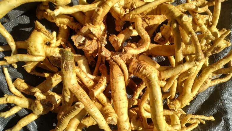 Rễ đinh lăng làm thuốc