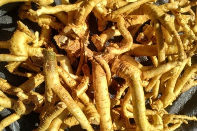 Rễ đinh lăng làm thuốc