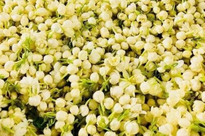 8 công dụng tuyệt vời của trà hoa nhài đối với sức khỏe