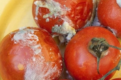 Các loại rau nếu ăn nhiều có thể hình thành tế bào ung thư trong cơ thể