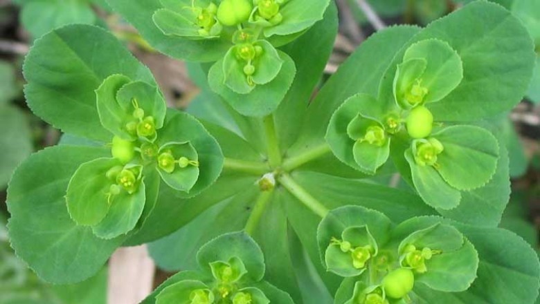 Cây Cỏ Mắt Mèo - Euphorbia Helioscopia