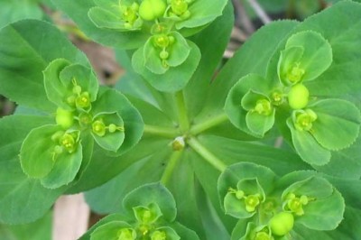 Cây Cỏ Mắt Mèo - Euphorbia Helioscopia