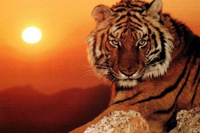 Tử vi người tuổi Dần năm 2021 gồm các tuổi 1914, 1926, 1938, 1950, 1962, 1974, 1986, 1998, 2010, 2022