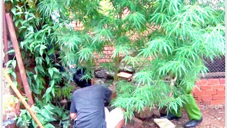 Trồng cây cần sa là vi phạm pháp luật