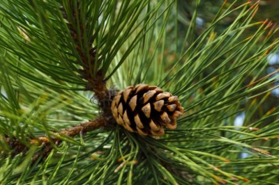 Công dụng, tác dụng chữa bệnh của toàn cây thông